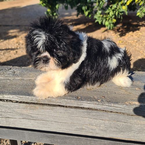 shih tzu 7