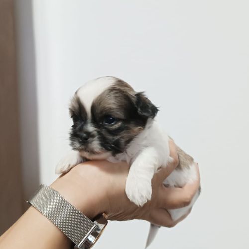 shih tzu cachorro