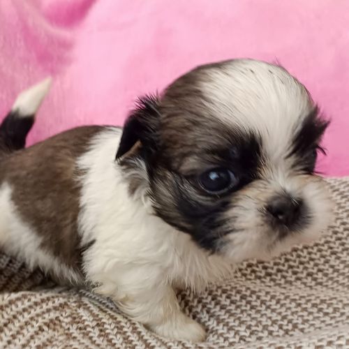 shih tzu criadero