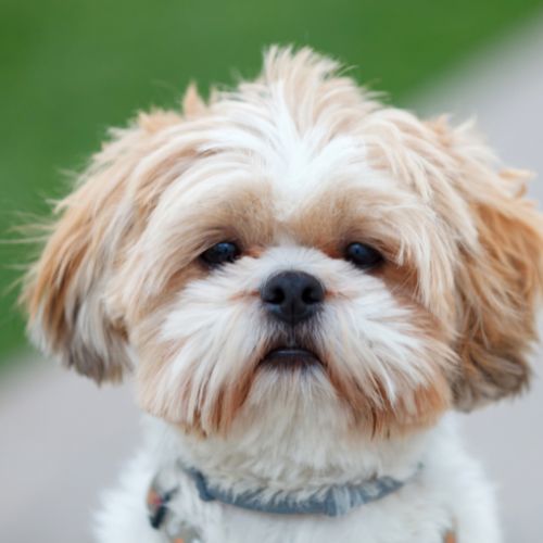 shih tzu