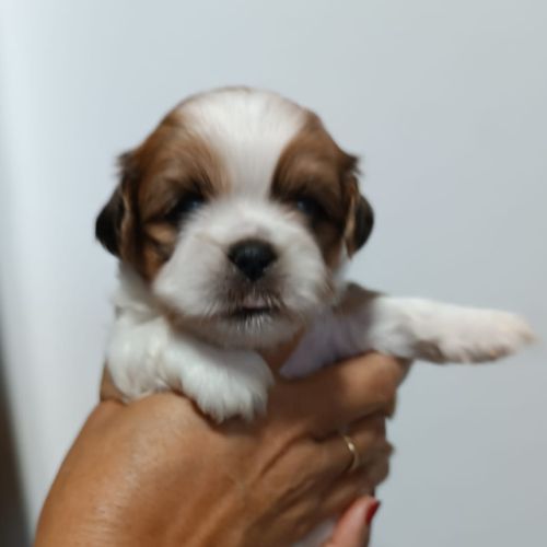 shih tzu cachorro comprar
