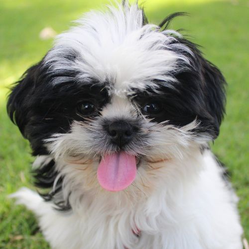 shih tzu5