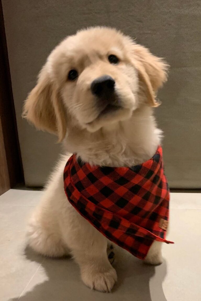 venta golden retriever