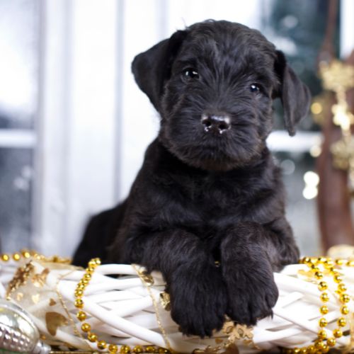 venta schnauzer