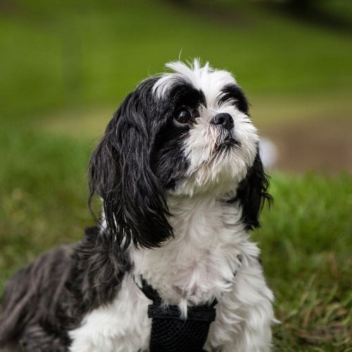 venta shih tzu