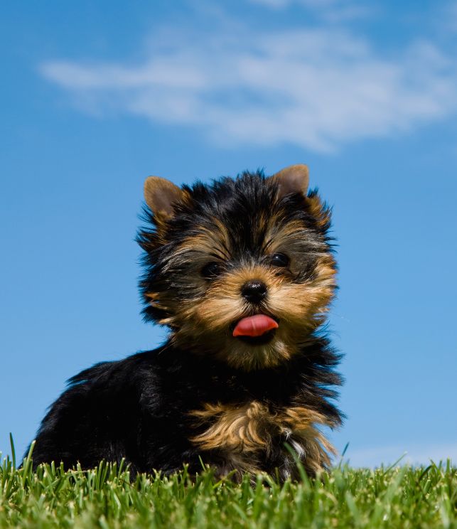 yorkshire cachorro comprar