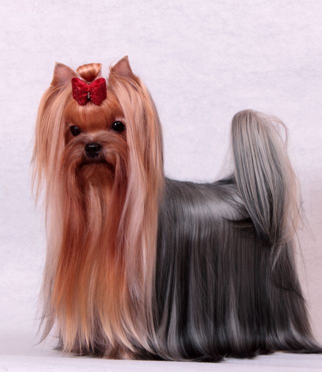 yorkshire cachorro