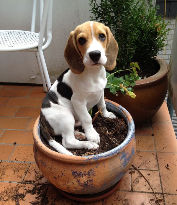 beagle cachorros