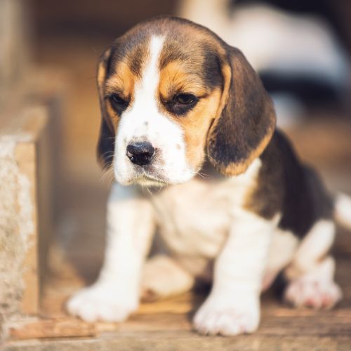 comprar beagle