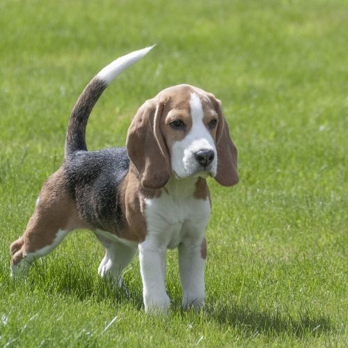 criador beagle