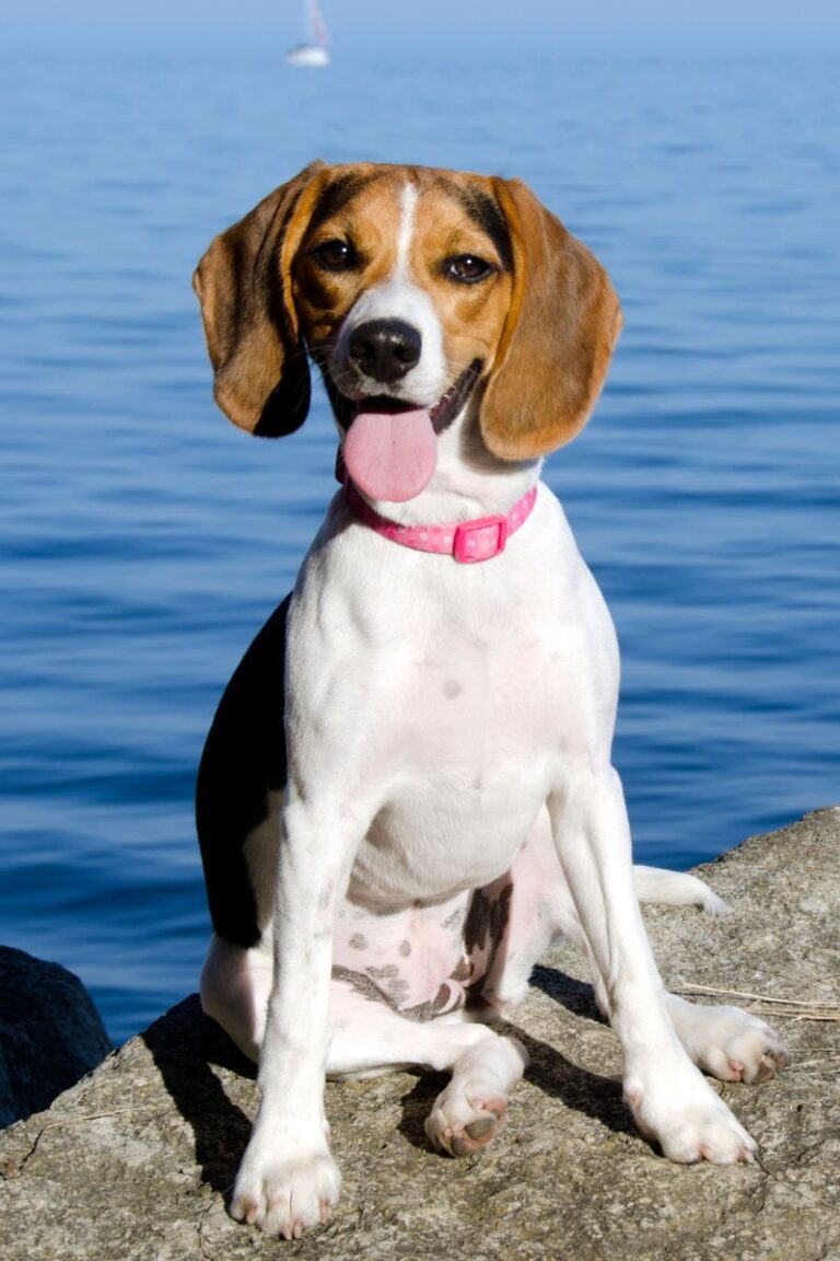 perro beagle