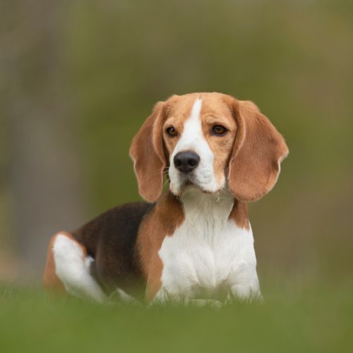 raza beagle