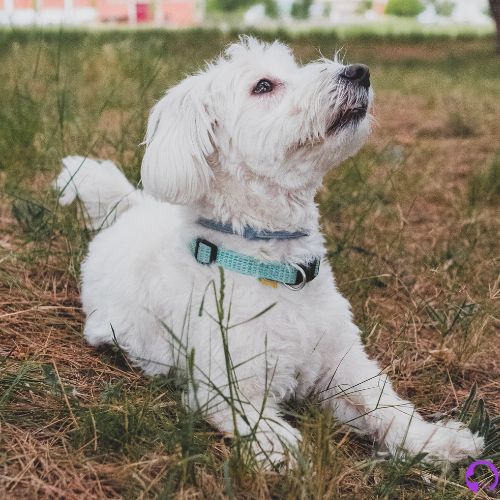 bichón maltés características