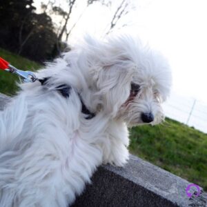 bichón maltés características