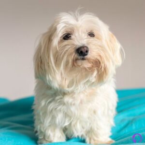 bichón maltés europeo