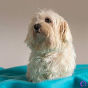 bichón maltés europeo