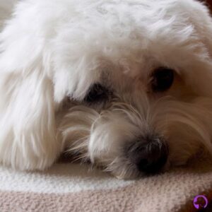 bichón maltés europeo