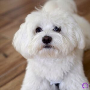 bichón maltés europeo