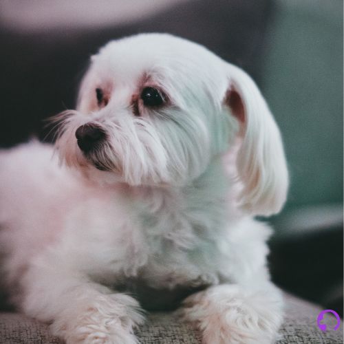 bichón maltés