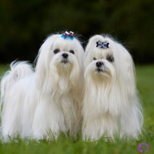 bichón maltés coreano