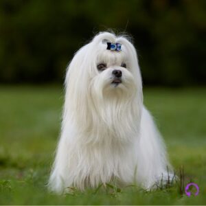 bichón maltés coreano