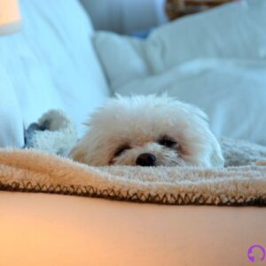 bichón maltés coreano