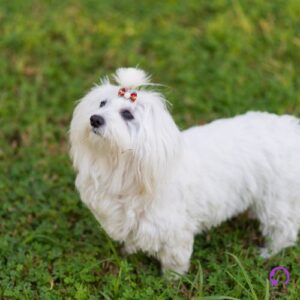 bichón maltés coreano