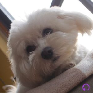 bichon maltes americano adulto