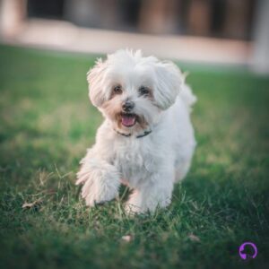 bichon maltes americano cachorro