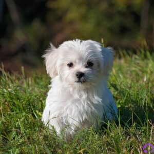 bichon maltes americano toy
