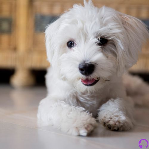bichon maltes de linea americana