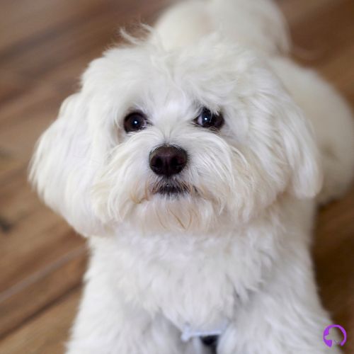 bichon maltes de linea europea