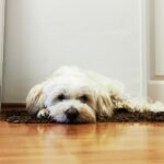 bichon maltes europeo