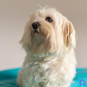 bichon maltes europeo cachorro