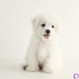 bichon maltes toy americano