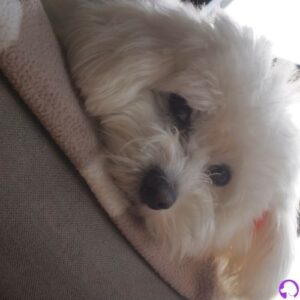 cachorros bichon maltes americano