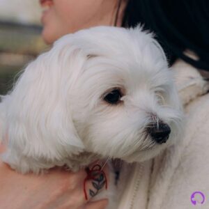 cachorros bichon maltes europeo