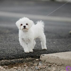 fotos de bichon maltes americano