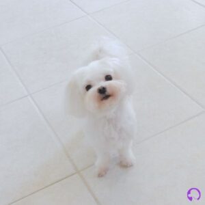 cachorros bichon maltes europeo