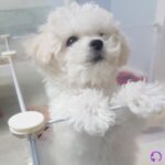 bichón maltés americano