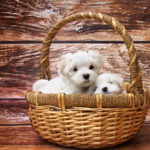 peso del bichon maltes europeo