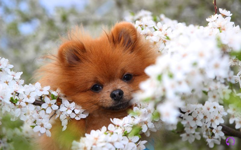 pomerania en granada