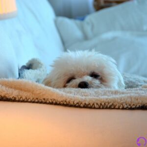 tamaño del bichon maltes americano