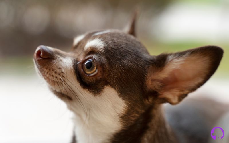 Apple Chihuahua