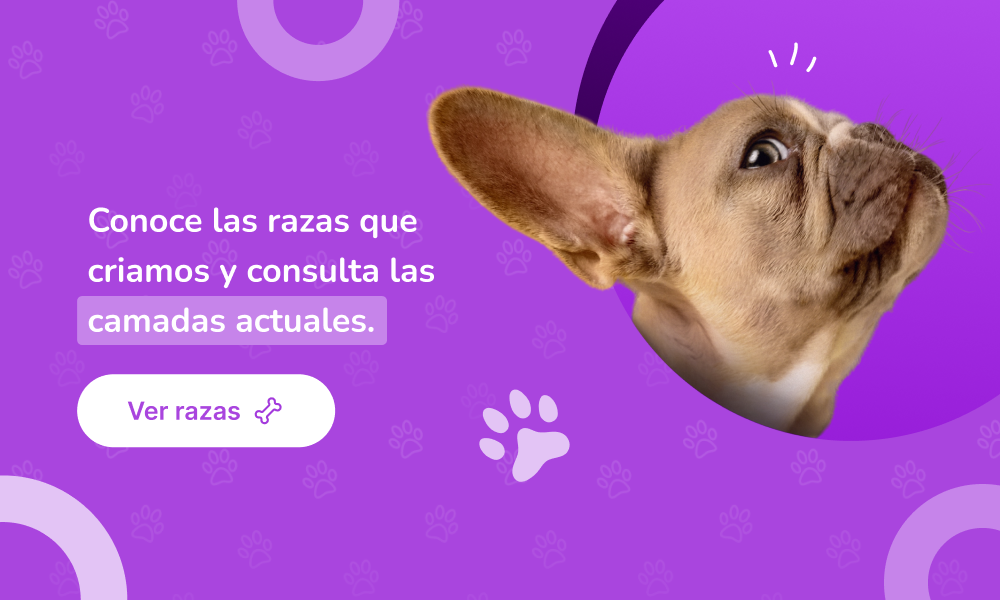comprar perro de razas pequeñas