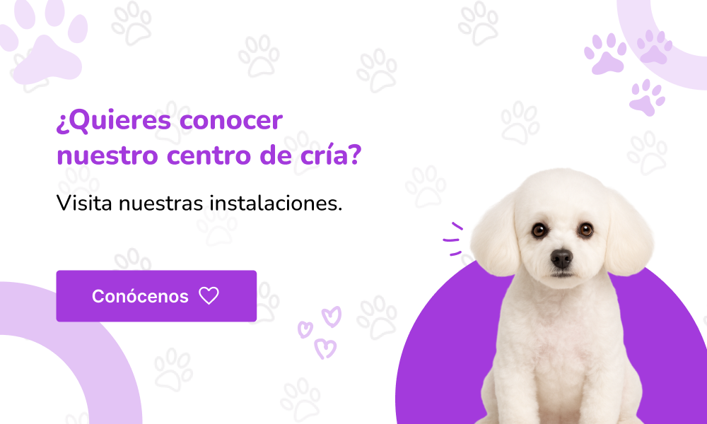 Chihuahua precio granada