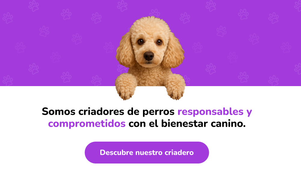 dachshund almeria