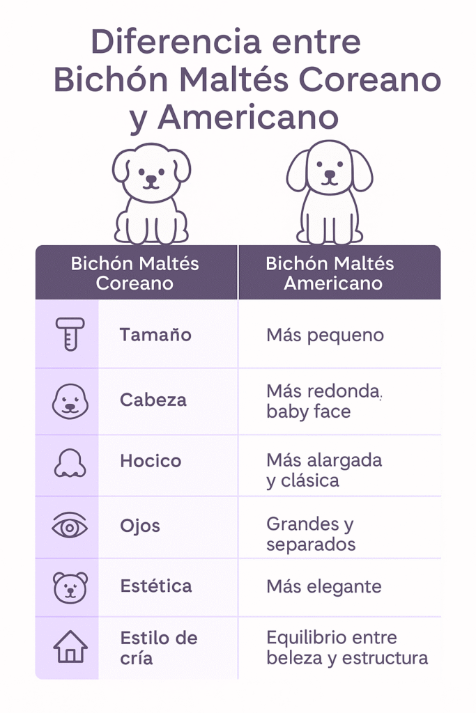 bichon maltes coreano cachorro