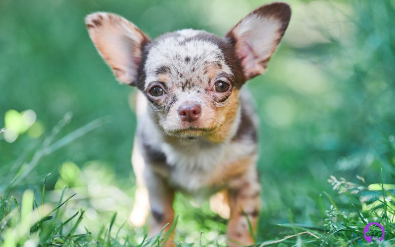 Chihuahua Apple Head