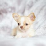 Chihuahua cabeza de manzana